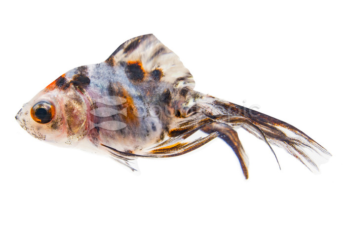 Calico Ryukin Goldfish :: 31034