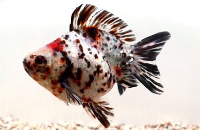 Mixed Short Tail Ryukin Goldfish - Quality Marine