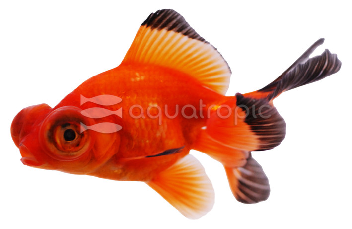 Red Butterfly Goldfish :: 31060