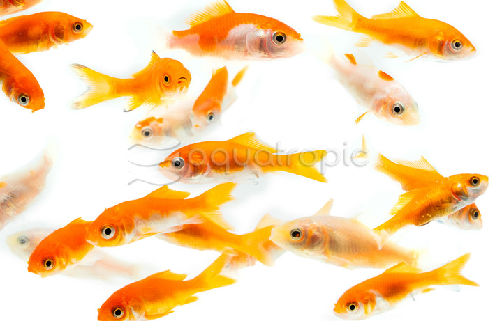 Comet Feeder Small :: 31100