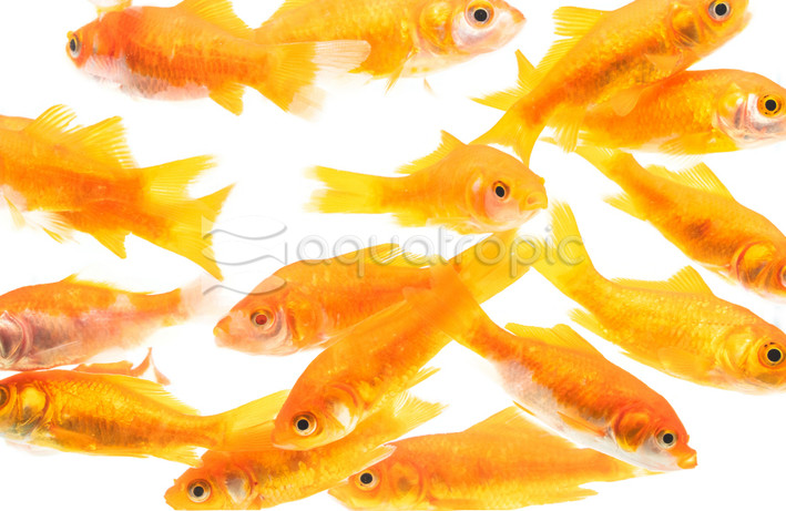 Comet Feeder, Large :: 31300