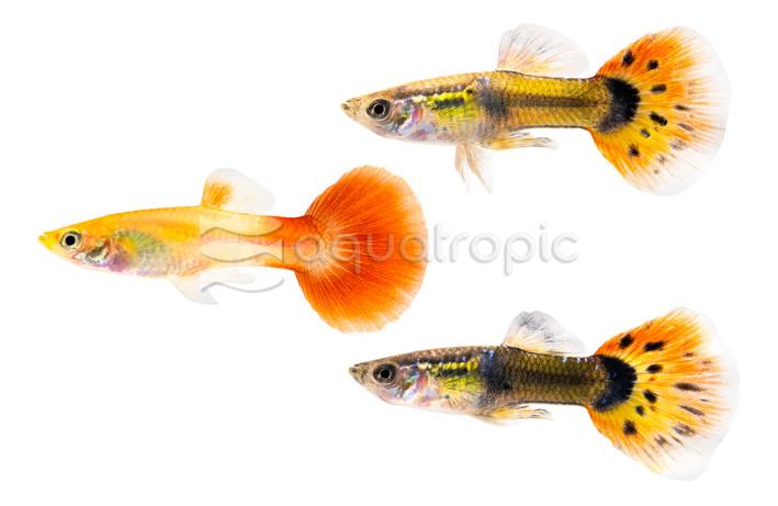 Mixed Guppy, Male  :: 33000