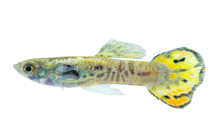 Endler's Tiger Guppy, Male  :: 33038