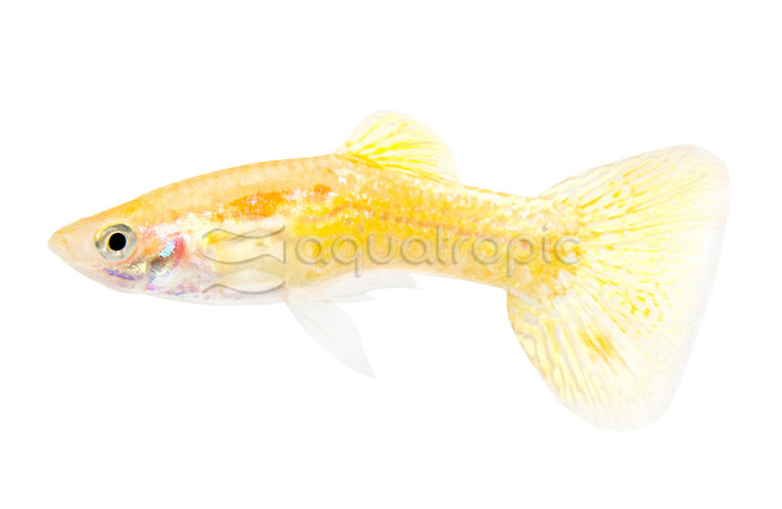 Cobra Golden Male Guppy :: 33044