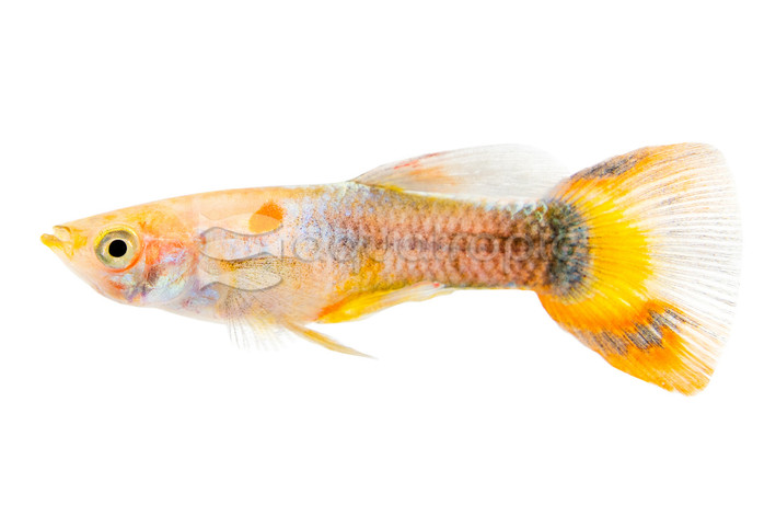 Sunray Guppy, Male :: 33050