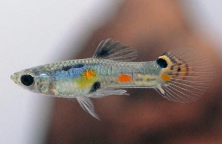 Endler's Rainbow Cumana Guppy, Male :: 33052