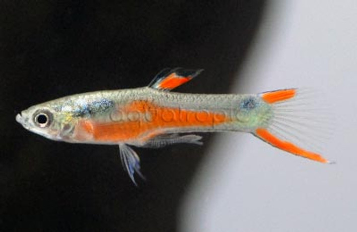 Endler's Orange Guppy, Male :: 33055
