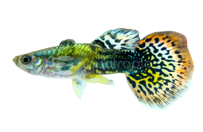 Dragon Dumbo Ear Guppy, Male :: 33056