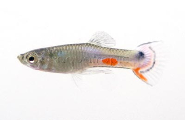 Endler's White Peacock Guppy, Male :: 33067