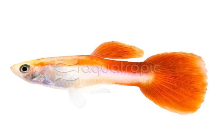 Rainbow Guppy, Male :: 33122