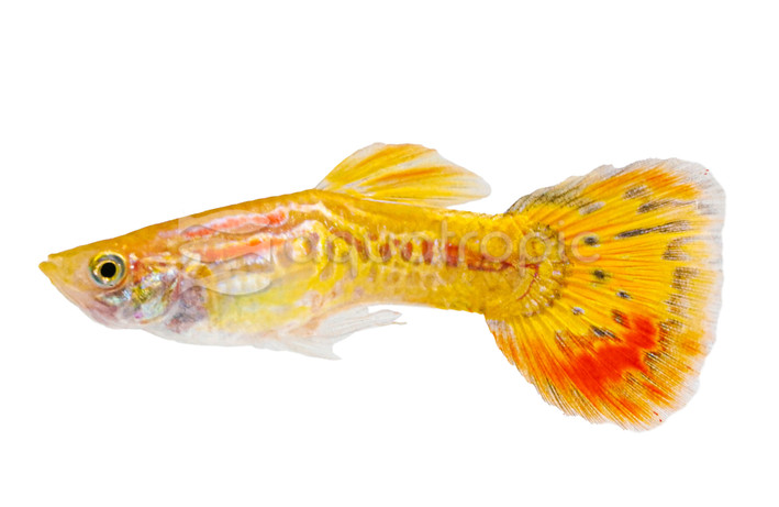 Pineapple Cobra Guppy, Male :: 33136