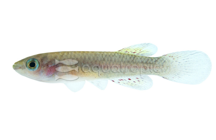 Gardneri Killifish :: 37002