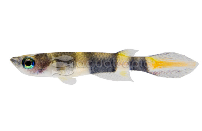 Clown Killifish :: 37004