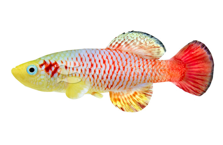 Redtail Guentheri Killifish :: 37005
