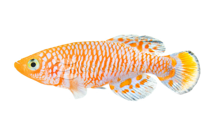 Rachovii Killifish :: 37009