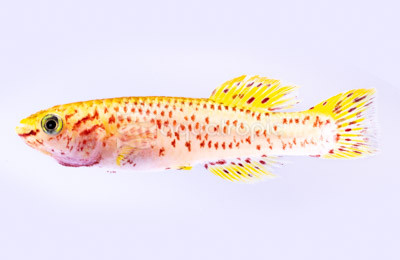 Yellow Gardneri Killifish :: 37010