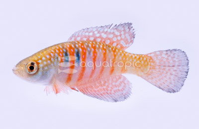 Magnificus Killifish :: 37011