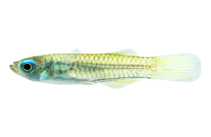 Norman's Lampeye Killifish :: 37012