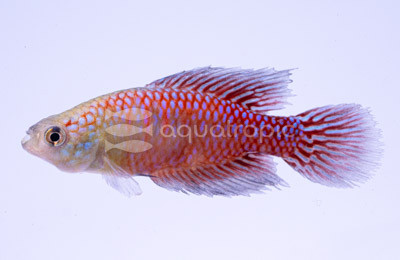 Fulminatus Killifish :: 37019