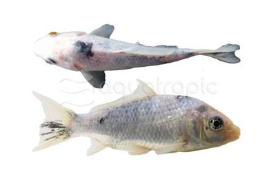 Black & White Koi :: 39014