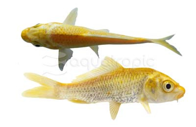 Assorted Ogon Koi :: 39015