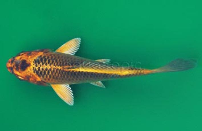 Tora Ogon Koi :: 39018