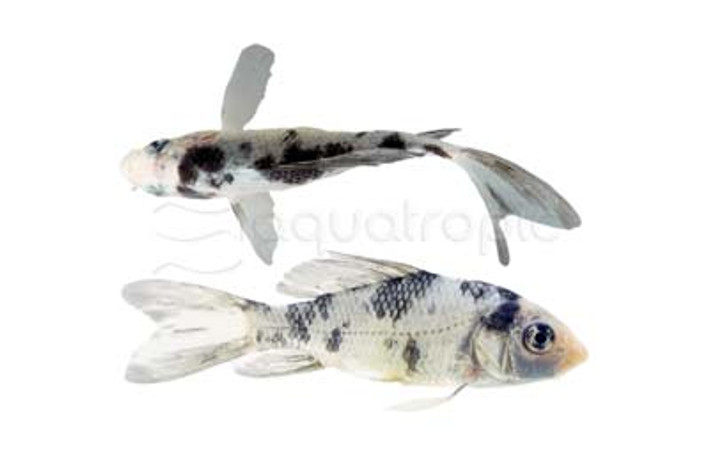 Assorted Butterfly Koi :: 39103