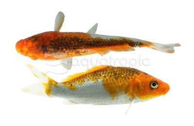 Mixed Ginrin Koi :: 39105