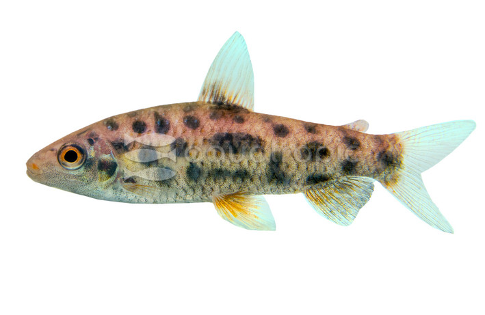 Strawberry Leporinus :: 41004