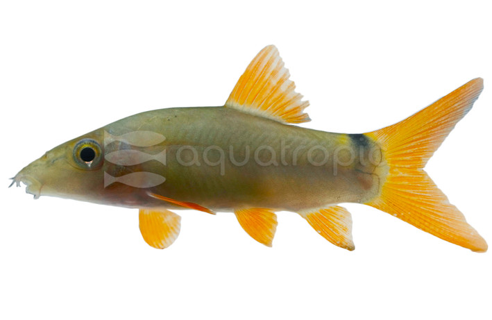 Red Tail Loach :: 43008