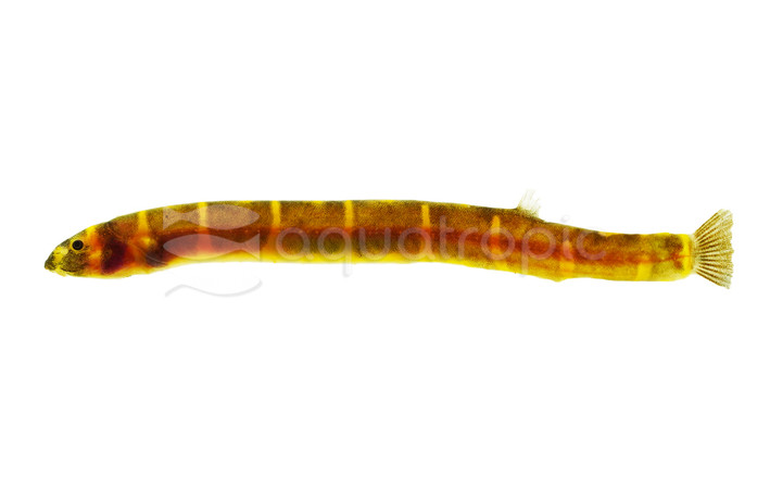 Giiant Kuhli Loach :: 43030