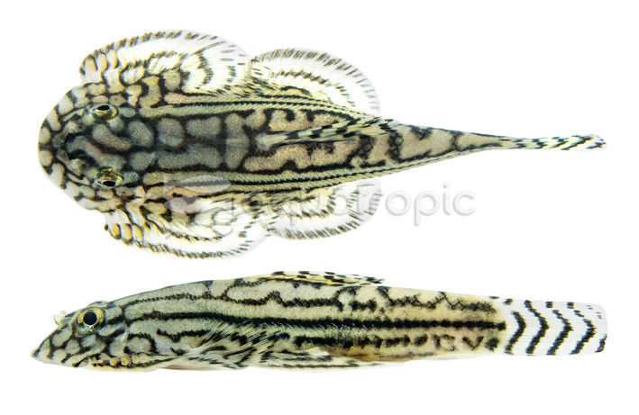 Reticulated Hillstream Loach :: 43108