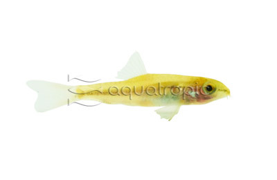 Red Line River Loach :: 43123