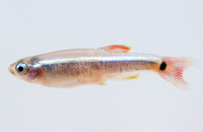 White Cloud Feeder :: 46300