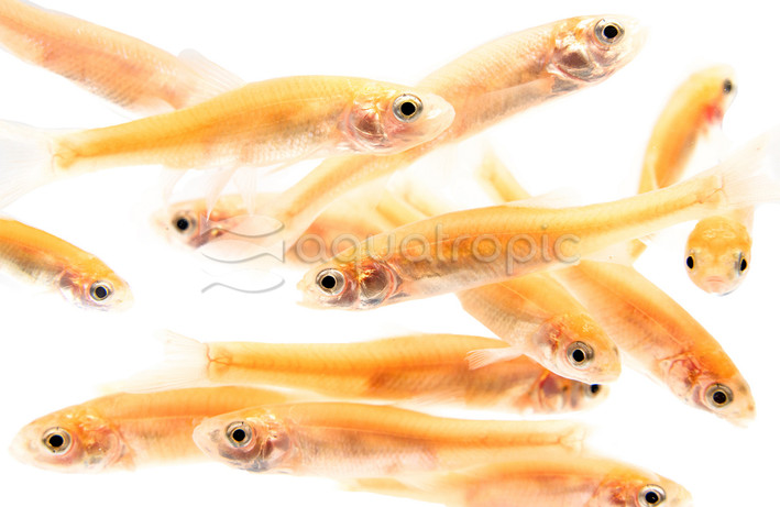 Rosy Red Feeder :: 46301