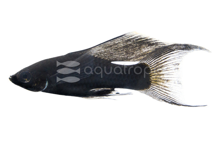 Black Lyretail Molly :: 47005