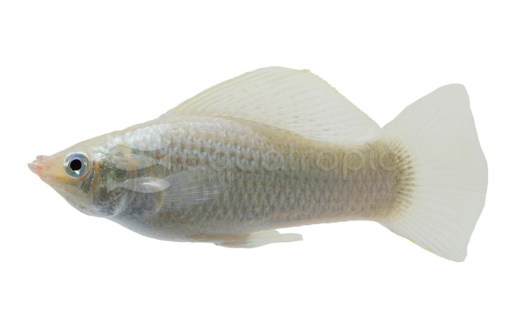 Silver Sailfin White Pearl Molly :: 47020