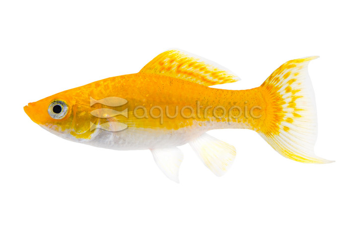 Asst. Neon Butterfly Molly :: 47022