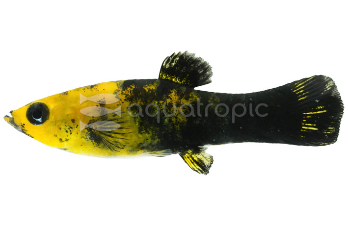 Golden Panda Molly :: 47027