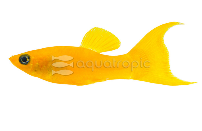 Tangerine Lyretail Molly :: 47029