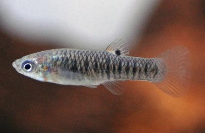 Tiburon Limia Molly :: 47400