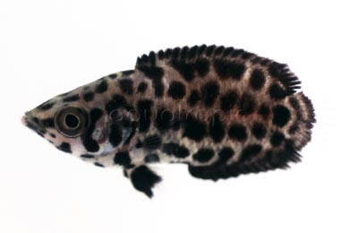 Leopard Ctenopoma :: 49500
