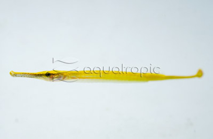 Pipefish Longsnouted :: 49503