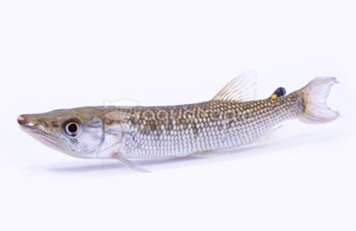 African Pike Characin :: 49509