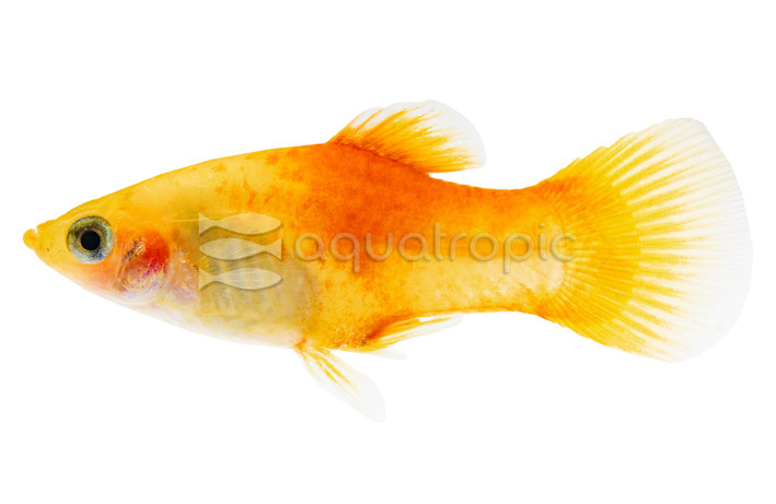 Pineapple Platy :: 57008