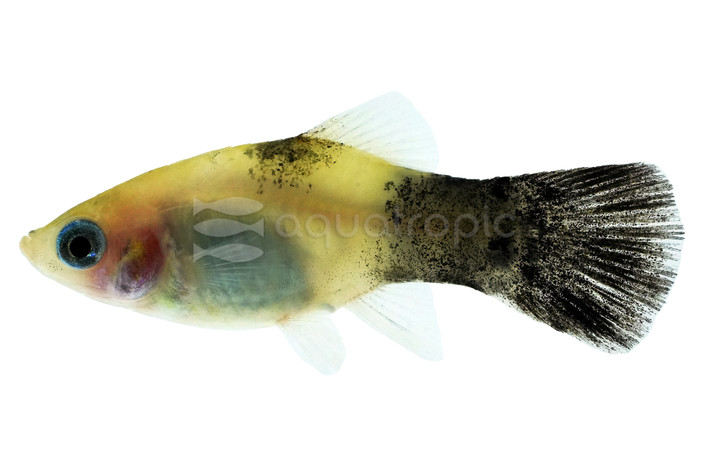 Panda Platy :: 57017