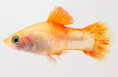 Gold Platy :: 57022