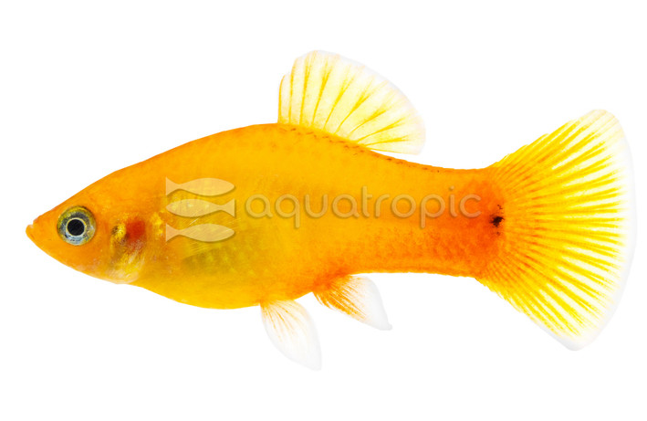 Neon Gold Platy :: 57203