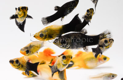 Platy Feeder :: 57300