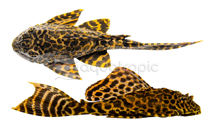 Flash Plecostomus L-204 :: 58029